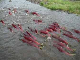 Salmon Fish River R Wallpaper