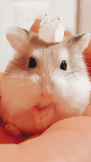 Preppy Hamster With Crown Not My Picture But I Added The Filter