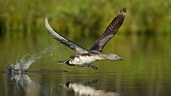 Loons HD Wallpaper Desktop Image