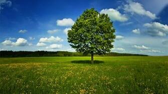 Landscapes Nature Trees Land Wallpaper Background