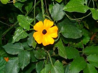 Yellow Flower By Clubpenguin1