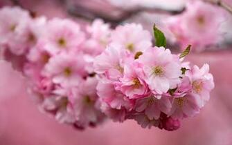 Sakura Flower Wallpaper