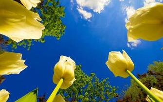 Tulip