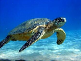 Turtle Clinique Colibri