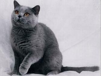 Colors If Your Cat Matches These Then The Dilute Gene Is Active