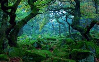 Forest Tree Landscape Nature Grass Moss Wallpaper