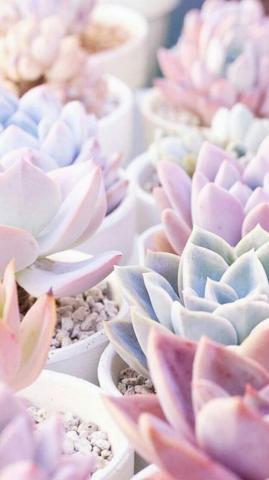 Succulent Succulents Wallpaper Cactus Background Flower Aesthetic