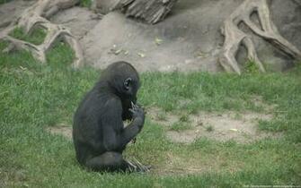 Bronx Zoo Desktop Wallpaper X