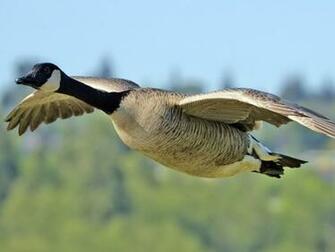 Canada Goose Wallpaper Flight Nal