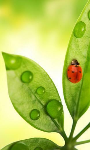 Windows Phone Wallpaper For