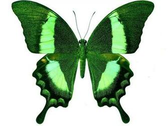 Green Butterfly Wallpaper