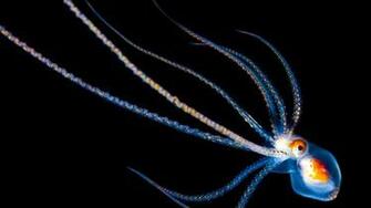 Ing Octopus Desktop Wallpaper Jpg Posted