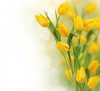 Yellow Tulips Wallpaper HD Desktopinhq Net