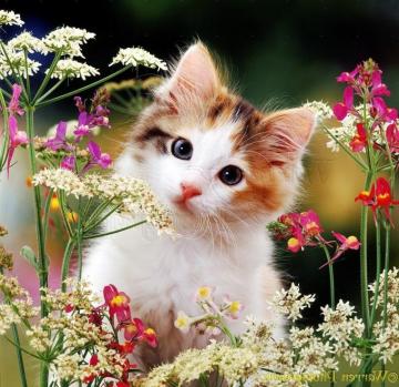 Background Cute Cat Wallpaper Enwallpaper