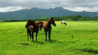 Horses Animals Wallpaper Full HD
