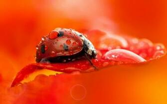 Ladybug Computer Wallpaper Desktop Background Id