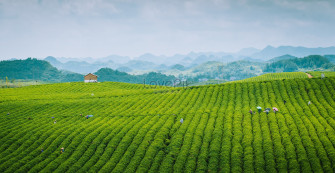 Tea Garden HD Photography Picture And Photos Wallpaper