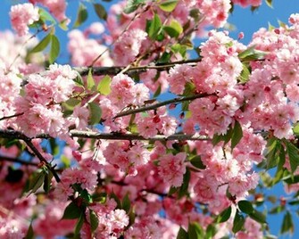 Colorful Flowers Sky Wallpaper HD