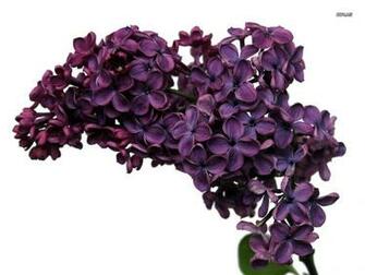 Lilac Wallpaper Flower