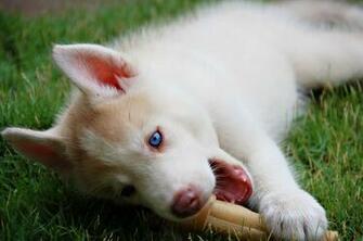 Baby Husky Wallpaper