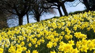 Spring Garden High Definition Wallpaper For Desktop Background