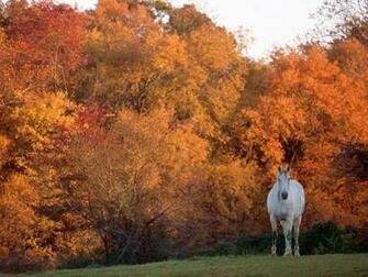 Horse Autumn Trees