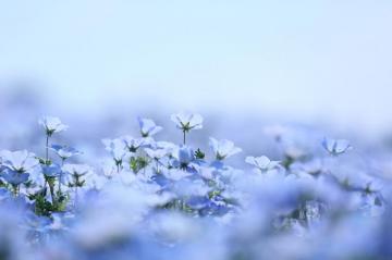 Nemophila Garden At Hitachi Seaside Park In May Kokorography