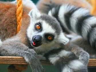 Funny Animals Wallpaper Photos Desktop