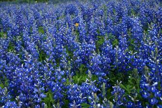 Texas Bluebonnet Flowers Desktop Wallpaper Background