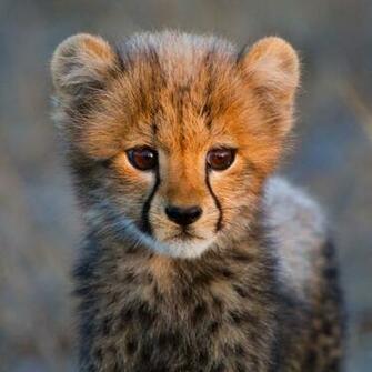 Cheetahs Animalsrcool