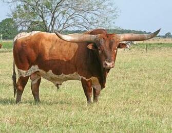Longhorn Cattle Computer Wallpaper Desktop Background