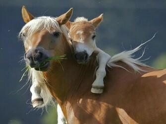 Give Your Mom A Hug Mother Is Person Who Seeing There Are Only