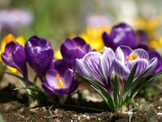 Spring Season Flowers Pictures Wallpaper
