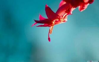 Windows Default Flower HD Wallpaper