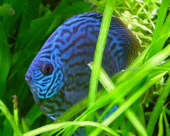 Image Gallery For Discus Fish Wallpaper