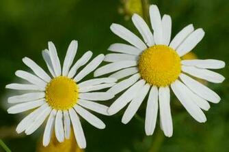 Daisy Daisies Desktop Background Wallpaper