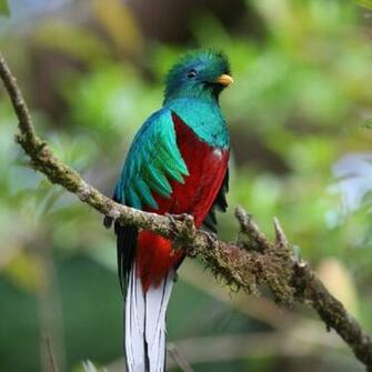 Quetzal Ave En Peligro De Extinci N