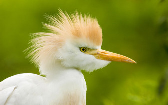 Bird Wallpaper