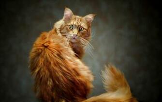 Cat Wallpaper Widescreen HD Pc Photo