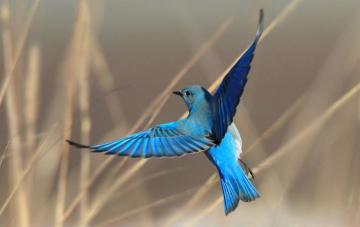 States Could Lose State Birds The Audubon Climate