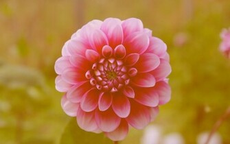 Dahlia Wallpaper