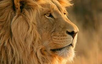 Fonds D Cran Mac Os X Lion Tous Les Wallpaper