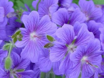 Blue Flowers Wallpaper