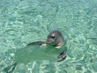 Monk Seal Wallpaper