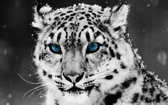Black And White HD Wallpaper Net