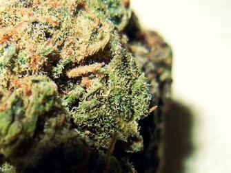 Og Kush Plant Wallpaper Ing