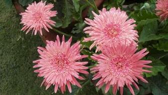 HD Wallpaper For Desktop Flower High Definition Info