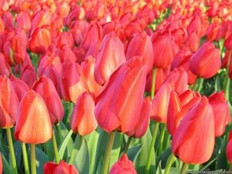 Desktop Wallpaper Flowers Background Tulips