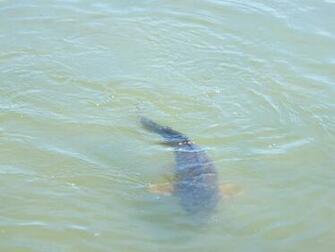 Flats Fishing Wallpaper Big Carp In The