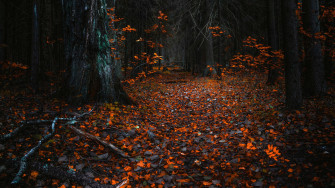 Autumn Wallpaper
